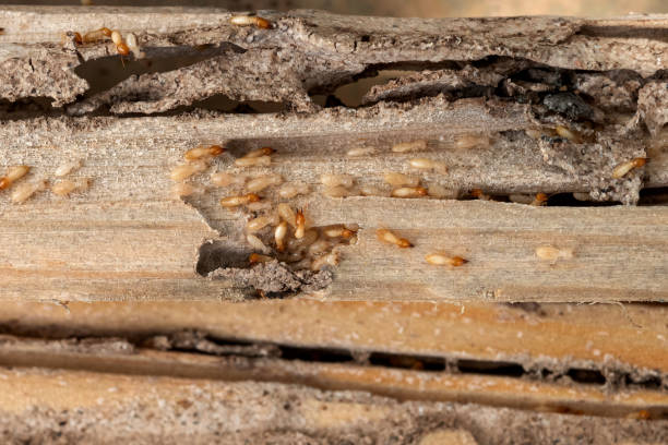 Best Pest Removal Services  in Alturas, CA