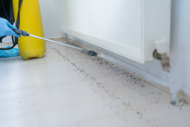 Best Termite Control Services  in Alturas, CA